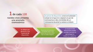 1de cada 120
nacidos vivos presenta
una anomalía
cromosómica
Se deben por
general a una
ausencia de
disyunción.
El par de cromosomas o
cromátidas pasa a una
célula hija y la otra célula
hija no recibe ninguno.
La ausencia de
disyunción puede
suceder durante la
gametogenia
materna o paterna.
Ausencia de disyunción: error en la división
celular en el que no s separan un par de
cromosomas o dos cromátidas de un
cromosoma durante la meiosis o mitosis
 
