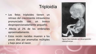 Triploidía
• Los fetos triploides tienen un
retraso del crecimiento intrauterino
pronunciado con un tronco
desproporcionadamente pequeño.
• Afecta al 2% de los embriones
aproximadamente.
• Estos recién nacidos mueren a los
pocos días por anomalías múltiples
y bajo peso al nacer.
Figura: feto triploide con desproporción
cabeza/cuerpo.
 