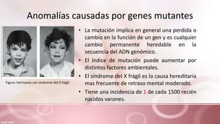 Anomalías causadas por genes mutantes
• La mutación implica en general una perdida o
cambio en la función de un gen y es cualquier
cambio permanente heredable en la
secuencia del ADN genómico.
• El índice de mutación puede aumentar por
distintos factores ambientales.
• El síndrome del X frágil es la causa hereditaria
mas frecuente de retraso mental moderado.
• Tiene una incidencia de 1 de cada 1500 recién
nacidos varones.
Figura: hermanos con síndrome del X frágil
 