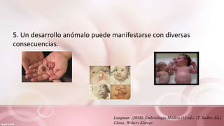 5. Un desarrollo anómalo puede manifestarse con diversas
consecuencias.
Langman. (2016). Embriología Médica (13 ed.). (T. Sadler, Ed.)
China: Wolters Kluwer.
 