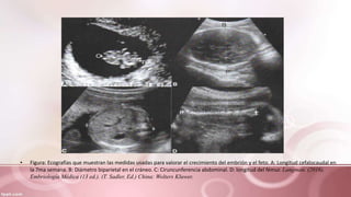 • Figura: Ecografías que muestran las medidas usadas para valorar el crecimiento del embrión y el feto. A: Longitud cefalocaudal en
la 7ma semana. B: Diámetro biparietal en el cráneo. C: Ciruncunferencia abdominal. D: longitud del fémur. Langman. (2016).
Embriología Médica (13 ed.). (T. Sadler, Ed.) China: Wolters Kluwer.
 