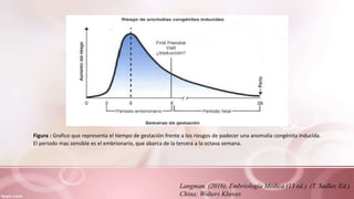 Langman. (2016). Embriología Médica (13 ed.). (T. Sadler, Ed.)
China: Wolters Kluwer.
Figura : Grafico que representa el tiempo de gestación frente a los riesgos de padecer una anomalía congénita inducida.
El periodo mas sensible es el embrionario, que abarca de la tercera a la octava semana.
 