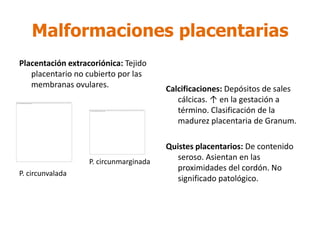 Malformaciones placentarias
Placentación extracoriónica: Tejido
   placentario no cubierto por las
   membranas ovulares. ...