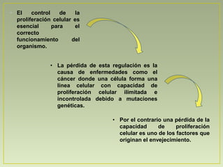 • El    control    de   la
  proliferación celular es
  esencial      para    el
  correcto
  funcionamiento       del
  organismo.


               • La pérdida de esta regulación es la
                 causa de enfermedades como el
                 cáncer donde una célula forma una
                 línea celular con capacidad de
                 proliferación celular ilimitada e
                 incontrolada debido a mutaciones
                 genéticas.

                                    • Por el contrario una pérdida de la
                                      capacidad      de     proliferación
                                      celular es uno de los factores que
                                      originan el envejecimiento.
 