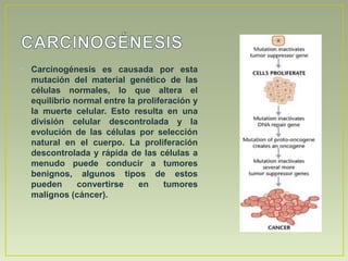 • Carcinogénesis es causada por esta
  mutación del material genético de las
  células normales, lo que altera el
  equilibrio normal entre la proliferación y
  la muerte celular. Esto resulta en una
  división celular descontrolada y la
  evolución de las células por selección
  natural en el cuerpo. La proliferación
  descontrolada y rápida de las células a
  menudo puede conducir a tumores
  benignos, algunos tipos de estos
  pueden      convertirse    en     tumores
  malignos (cáncer).
 
