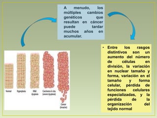 • A    menudo,    los
  múltiples  cambios
  genéticos      que
  resultan en cáncer
  puede        tardar
  muchos años en
  acumular.

                    • Entre     los     rasgos
                      distintivos son un
                      aumento del número
                      de       células      en
                      división, la variación
                      en nuclear tamaño y
                      forma, variación en el
                      tamaño       y     forma
                      celular, pérdida de
                      funciones      celulares
                      especializadas, y la
                      pérdida        de      la
                      organización          del
                      tejido normal
 