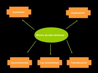 Dentro de esto tenemos :
Supresión
Las Inversiones TranslocaciónIsocromosoma
Duplicación
 