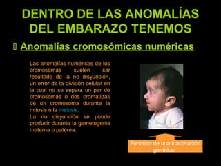 DENTRO DE LAS ANOMALÍAS
DEL EMBARAZO TENEMOS
 Anomalías cromosómicas numéricas
Las anomalías numéricas de los
cromosomas suelen ser
resultado de la no disyunción,
un error de la división celular en
la cual no se separa un par de
cromosomas o dos cromátidas
de un cromosoma durante la
mitosis o la meiosis.
La no disyunción se puede
producir durante la gametogenia
materna o paterna.
Fenotipo de una inactivación
genética
 