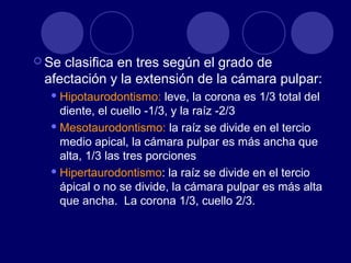  Se clasifica en tres según el grado de
afectación y la extensión de la cámara pulpar:
 Hipotaurodontismo: leve, la corona es 1/3 total del
diente, el cuello -1/3, y la raíz -2/3
 Mesotaurodontismo: la raíz se divide en el tercio
medio apical, la cámara pulpar es más ancha que
alta, 1/3 las tres porciones
 Hipertaurodontismo: la raíz se divide en el tercio
ápical o no se divide, la cámara pulpar es más alta
que ancha. La corona 1/3, cuello 2/3.
 