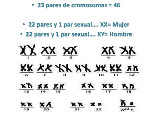 Resultado de imagen para 23 cromosomas humanos