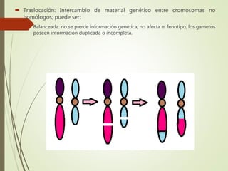  Traslocación: Intercambio de material genético entre cromosomas no
homólogos; puede ser:
 Balanceada: no se pierde información genética, no afecta el fenotipo, los gametos
poseen información duplicada o incompleta.
 