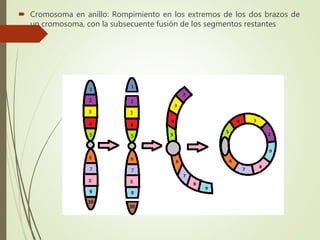  Cromosoma en anillo: Rompimiento en los extremos de los dos brazos de
un cromosoma, con la subsecuente fusión de los segmentos restantes
 