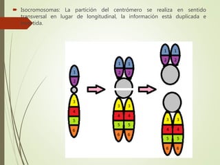  Isocromosomas: La partición del centrómero se realiza en sentido
transversal en lugar de longitudinal, la información está duplicada e
invertida.
 
