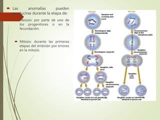 Las anomalías pueden
producirse durante la etapa de:
 Meiosis: por parte de uno de
los progenitores o en la
fecundación.
 Mitosis: durante las primeras
etapas del embrión por errores
en la mitosis.
 