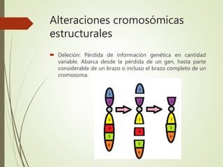 Alteraciones cromosómicas
estructurales
 Deleción: Pérdida de información genética en cantidad
variable. Abarca desde la pérdida de un gen, hasta parte
considerable de un brazo o incluso el brazo completo de un
cromosoma.
 