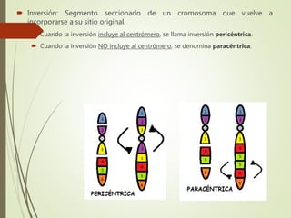  Inversión: Segmento seccionado de un cromosoma que vuelve a
incorporarse a su sitio original.
 Cuando la inversión incluye al centrómero, se llama inversión pericéntrica.
 Cuando la inversión NO incluye al centrómero, se denomina paracéntrica.
 