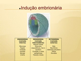 ENDODERMA
(camada
interna)
Pâncreas
Fígado
Tireóide
Pulmão
Bexiga
Uretra
MESODERMA
(camada
intermediária)
Medula óssea
Músculos
esqueléticos, liso e
cardíaco
Coração e veias
sangüíneas
Túbulos renais
ECTODERMA
(camada
externa)
Pele
Neurônios
Glândula pituitária
Olhos
Ouvidos
Indução embrionária
 