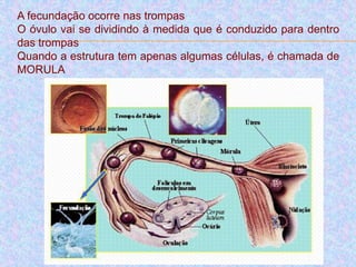 A fecundação ocorre nas trompas
O óvulo vai se dividindo à medida que é conduzido para dentro
das trompas
Quando a estrutura tem apenas algumas células, é chamada de
MORULA
 