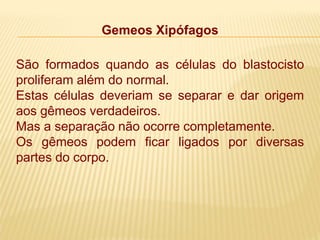 Gemeos Xipófagos
São formados quando as células do blastocisto
proliferam além do normal.
Estas células deveriam se separar e dar origem
aos gêmeos verdadeiros.
Mas a separação não ocorre completamente.
Os gêmeos podem ficar ligados por diversas
partes do corpo.
 