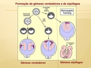 Gêmeos verdadeiros Gêmeos xipófagos
Formação de gêmeos verdadeiros e de xipófagos
 