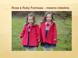 Rose e Ruby Formosa – mesmo intestino
 
