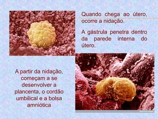 Quando chega ao útero,
ocorre a nidação.
A gástrula penetra dentro
da parede interna do
útero.
A partir da nidação,
começam a se
desenvolver a
plancenta, o cordão
umbilical e a bolsa
amniótica
 