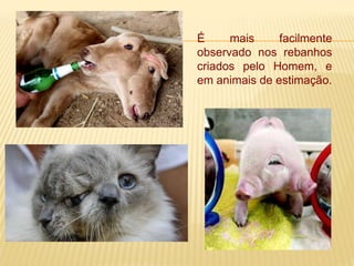 É mais facilmente
observado nos rebanhos
criados pelo Homem, e
em animais de estimação.
 