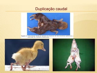Duplicação caudal
 