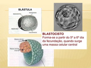 BLÁSTULA
BLASTOCISTO
Forma-se a partir do 5º a 6º dia
da fecundação, quando surge
uma massa celular central
 