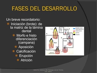 FASES DEL DESARROLLO Un breve recordatorio: Iniciación (brote): de la matriz de la lámina dental Morfo e histo diferenciación (campana) Aposición  Calcificación  Erupción  Atrición Gorlin RJ, Goldman HM. Patologia oral de Thomas. Edit. Salvat.  