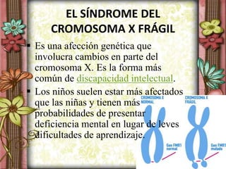 EL SÍNDROME DEL
CROMOSOMA X FRÁGIL
 Es una afección genética que
involucra cambios en parte del
cromosoma X. Es la forma más
común de discapacidad intelectual.
 Los niños suelen estar más afectados
que las niñas y tienen más
probabilidades de presentar
deficiencia mental en lugar de leves
dificultades de aprendizaje.
 