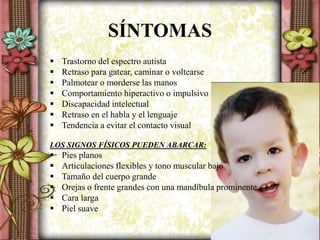 SÍNTOMAS
 Trastorno del espectro autista
 Retraso para gatear, caminar o voltearse
 Palmotear o morderse las manos
 Comportamiento hiperactivo o impulsivo
 Discapacidad intelectual
 Retraso en el habla y el lenguaje
 Tendencia a evitar el contacto visual
LOS SIGNOS FÍSICOS PUEDEN ABARCAR:
 Pies planos
 Articulaciones flexibles y tono muscular bajo
 Tamaño del cuerpo grande
 Orejas o frente grandes con una mandíbula prominente
 Cara larga
 Piel suave
 