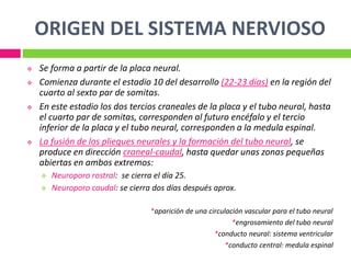 ORIGEN DEL SISTEMA NERVIOSO
 Se forma a partir de la placa neural.
 Comienza durante el estadio 10 del desarrollo (22-23 días) en la región del
cuarto al sexto par de somitas.
 En este estadio los dos tercios craneales de la placa y el tubo neural, hasta
el cuarto par de somitas, corresponden al futuro encéfalo y el tercio
inferior de la placa y el tubo neural, corresponden a la medula espinal.
 La fusión de los pliegues neurales y la formación del tubo neural, se
produce en dirección craneal-caudal, hasta quedar unas zonas pequeñas
abiertas en ambos extremos:
 Neuroporo rostral: se cierra el día 25.
 Neuroporo caudal: se cierra dos días después aprox.
*aparición de una circulación vascular para el tubo neural
*engrosamiento del tubo neural
*conducto neural: sistema ventricular
*conducto central: medula espinal
 