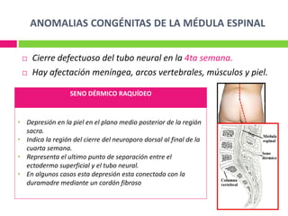 ANOMALIAS CONGÉNITAS DE LA MÉDULA ESPINAL
 Cierre defectuoso del tubo neural en la 4ta semana.
 Hay afectación meníngea, arcos vertebrales, músculos y piel.
SENO DÉRMICO RAQUÍDEO
• Depresión en la piel en el plano medio posterior de la región
sacra.
• Indica la región del cierre del neuroporo dorsal al final de la
cuarta semana.
• Representa el ultimo punto de separación entre el
ectodermo superficial y el tubo neural.
• En algunos casos esta depresión esta conectada con la
duramadre mediante un cordón fibroso
 