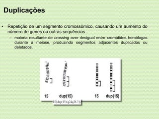 • Repetição de um segmento cromossômico, causando um aumento do
número de genes ou outras sequências .
– maioria resultante de crossing over desigual entre cromátides homólogas
durante a meiose, produzindo segmentos adjacentes duplicados ou
deletados.
Duplicações
 