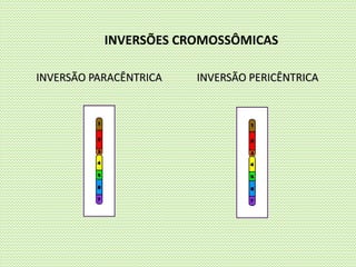 INVERSÃO PARACÊNTRICA INVERSÃO PERICÊNTRICA
INVERSÕES CROMOSSÔMICAS
 