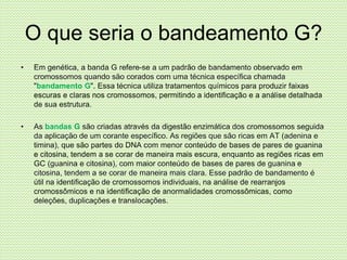 O que seria o bandeamento G?
• Em genética, a banda G refere-se a um padrão de bandamento observado em
cromossomos quando são corados com uma técnica específica chamada
"bandamento G". Essa técnica utiliza tratamentos químicos para produzir faixas
escuras e claras nos cromossomos, permitindo a identificação e a análise detalhada
de sua estrutura.
• As bandas G são criadas através da digestão enzimática dos cromossomos seguida
da aplicação de um corante específico. As regiões que são ricas em AT (adenina e
timina), que são partes do DNA com menor conteúdo de bases de pares de guanina
e citosina, tendem a se corar de maneira mais escura, enquanto as regiões ricas em
GC (guanina e citosina), com maior conteúdo de bases de pares de guanina e
citosina, tendem a se corar de maneira mais clara. Esse padrão de bandamento é
útil na identificação de cromossomos individuais, na análise de rearranjos
cromossômicos e na identificação de anormalidades cromossômicas, como
deleções, duplicações e translocações.
 