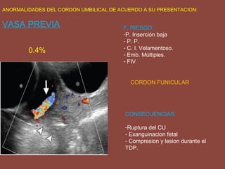 ANORMALIDADES DEL CORDON UMBILICAL DE ACUERDO A SU PRESENTACION:
VASA PREVIA
0.4%
F. RIESGO:
-P. Inserción baja
- P. P.
- C. I. Velamentoso.
- Emb. Múltiples.
- FIV
CONSECUENCIAS:
-Ruptura del CU
- Exanguinacion fetal
- Compresion y lesion durante el
TDP.
CORDON FUNICULAR
 