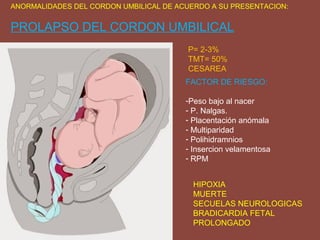 ANORMALIDADES DEL CORDON UMBILICAL DE ACUERDO A SU PRESENTACION:
PROLAPSO DEL CORDON UMBILICAL
P= 2-3%
TMT= 50%
CESAREA
FACTOR DE RIESGO:
-Peso bajo al nacer
- P. Nalgas.
- Placentación anómala
- Multiparidad
- Polihidramnios
- Insercion velamentosa
- RPM
HIPOXIA
MUERTE
SECUELAS NEUROLOGICAS
BRADICARDIA FETAL
PROLONGADO
 