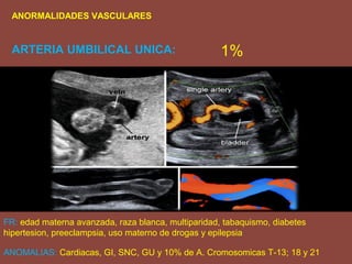 ANORMALIDADES VASCULARES
ARTERIA UMBILICAL UNICA: 1%
FR: edad materna avanzada, raza blanca, multiparidad, tabaquismo, diabetes
hipertesion, preeclampsia, uso materno de drogas y epilepsia
ANOMALIAS: Cardiacas, GI, SNC, GU y 10% de A. Cromosomicas T-13; 18 y 21
 