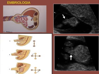 EMBRIOLOGIA
 