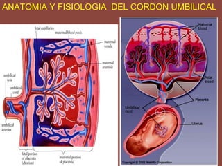 ANATOMIA Y FISIOLOGIA DEL CORDON UMBILICAL
 
