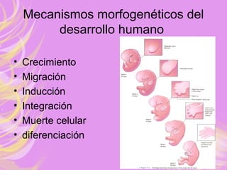 Mecanismos morfogenéticos del
desarrollo humano
• Crecimiento
• Migración
• Inducción
• Integración
• Muerte celular
• diferenciación
 