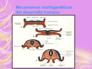 Mecanismos morfogenéticos
del desarrollo humano
 