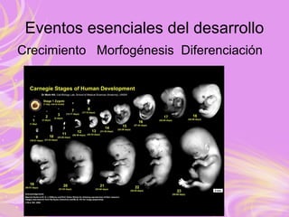 Eventos esenciales del desarrollo
Crecimiento Morfogénesis Diferenciación
 