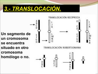 Un segmento de
un cromosoma
se encuentra
situado en otro
cromosoma
homólogo o no.
3.- TRANSLOCACIÓN.
 