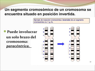 Puede involucrar
un solo brazo del
cromosoma:
paracéntrica.
Un segmento cromosómico de un cromosoma se
encuentra situado en posición invertida.
 