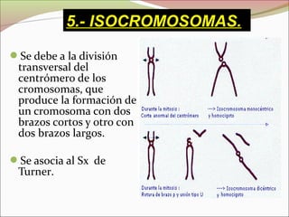 Se debe a la división
transversal del
centrómero de los
cromosomas, que
produce la formación de
un cromosoma con dos
brazos cortos y otro con
dos brazos largos.
Se asocia al Sx de
Turner.
5.- ISOCROMOSOMAS.
 