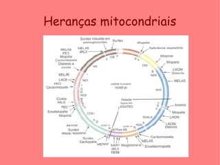 Heranças mitocondriais
 