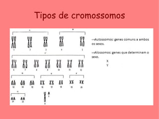 Tipos de cromossomos
 